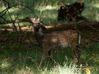 Sika deer (Cervus nippon)
