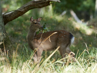 Obraz na płótnie Canvas Sika deer (Cervus nippon)