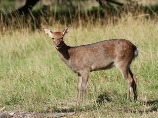 Sika deer (Cervus nippon)