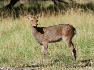 Sika deer (Cervus nippon)