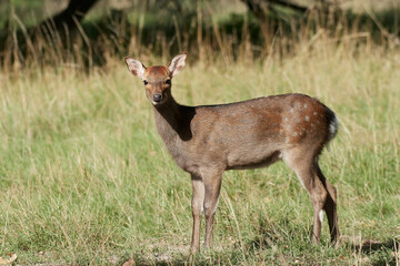 Sika deer (Cervus nippon)