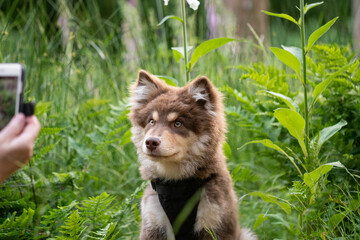 Portrait of a young Finnish Lapphund puppy