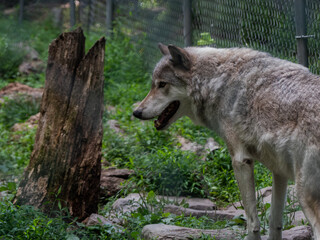 Wolf standing near stump