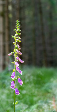 A tall pink or purple flower in the forest
