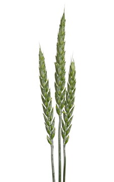 Green young wheat isolated on white  
