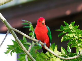 Australian King Parrot (Alisterus scapularis) at Maitland NSW Australia