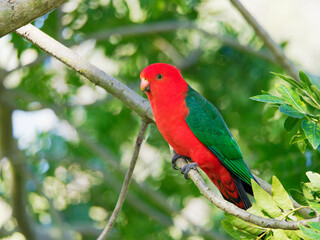 Australian King Parrot (Alisterus scapularis) at Maitland NSW Australia