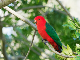 Fototapeta premium Australian King Parrot (Alisterus scapularis) at Maitland NSW Australia
