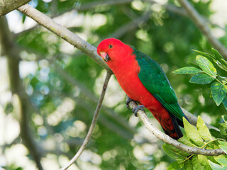 Australian King Parrot (Alisterus scapularis) at Maitland NSW Australia