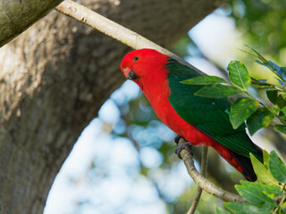 Australian King Parrot (Alisterus scapularis) at Maitland NSW Australia