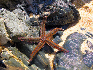 Large starfish on the rocks near the sea close-up, Marthasterias. Animals of the Mediterranean.
