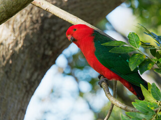Australian King Parrot (Alisterus scapularis) at Maitland NSW Australia