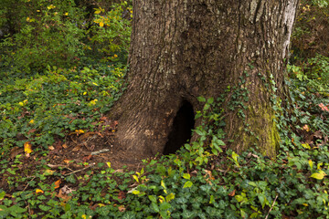 Old oak tree with hole in the trunk in autumn, Asheville, North Carolina, USA