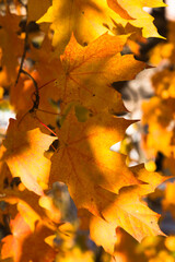 Fototapeta na wymiar Autumn trees in the park, Asheville, North Carolina, USA