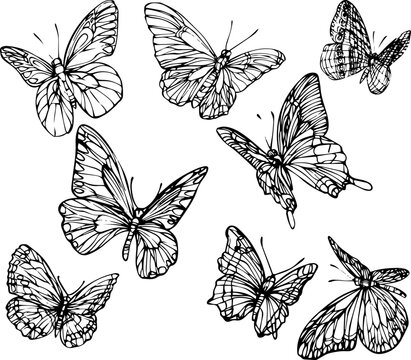 Set of hand drawn black and white butterflies. Black and white vector for coloring books.