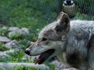 Wolf standing on rocks