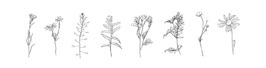 Hand drawn plant collection. Set of flowers outlines. Black plants sketch vector on white background. Herb wildflower decorative print elements