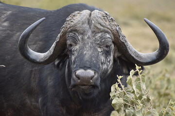 Naklejka premium Cape buffalo at Hell's gate national park Kenya