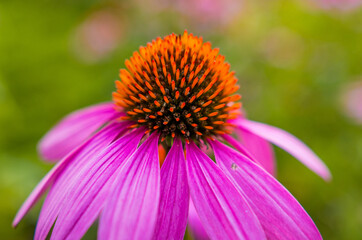 Macro of a purple coneflower, Echinacea on a blurred natural background