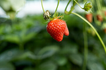 strawberries grow in vertical beds