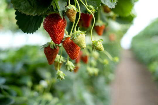 strawberries grow in vertical beds