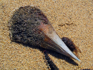 Shell of a giant clam Pinna nobilis from the bottom of the mediterranean sea on the sand close up