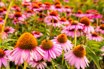 bee collecting pollen from flowers