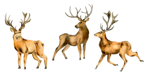 Set of deer, horned animals watercolor illustration isolated on white background.