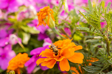 bee on flower