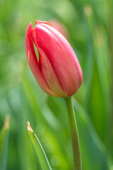 Naklejka premium red tulip in spring