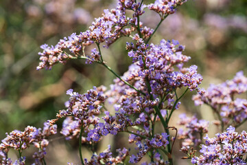 Violet small steppe flowers in blur, out of focus. Natural background for screensavers. High quality photo