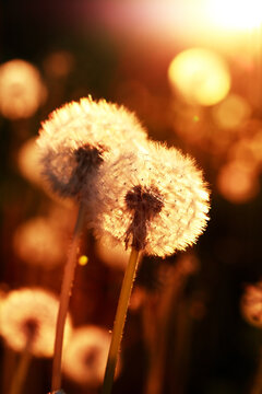 Fluffy Dandelions At Sunset