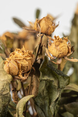 Composition of dried flower, rose and grass