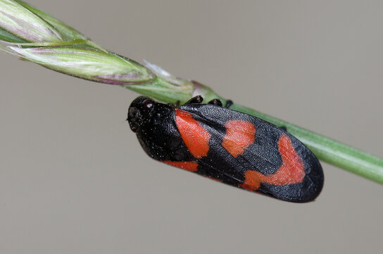 Cercope sanguin sur une tige de gramin&eacute;e (Cercopis vulnerata