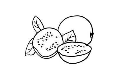 Guava - outline