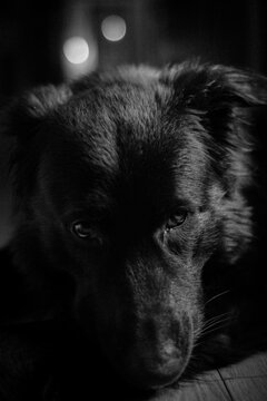 cachorro 