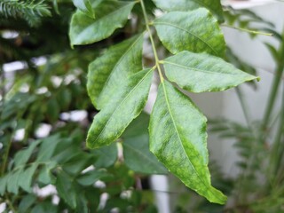 green leaves on the tree