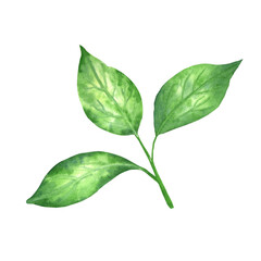 Bright green leaves. Isolated elements. Hand-drawn watercolor illustration. 