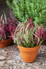 Blooming white and pink heather flowers (calluna vulgaris L.) in clay pot on wooden terrace floor...