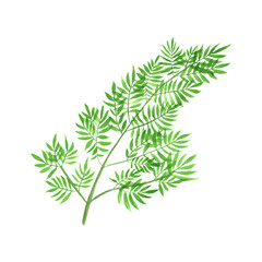 Hand-painted watercolor fern. An elegant sprig is an isolated element of garden set