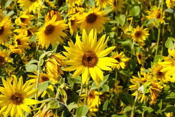 Close up of an agricultural field with yellow sunflowers