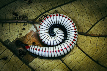 Millipede on a leaf.