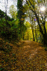 footpath in autumn forest with sunlight. Natural background. Parco natural regionale dei Boschi di Carrega, Emilia-Romagna, Italy. Travel, way, hiking, trekking concept	
