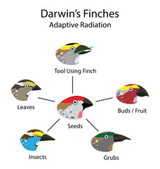 illustration of biology and animals, Darwin's finches, adaptive radiation and natural selection, Cranial shape evolution in adaptive radiations of birds, Origin of Species
