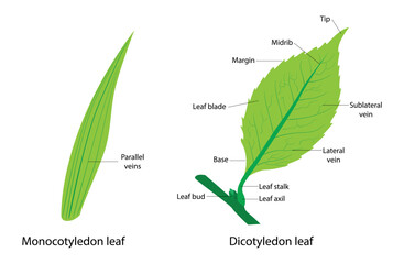 illustration of Plant Biology and botany, Characteristics of monocots and cotyledons, Difference Between Cotyledon Leaf and Cotyledon Leaf