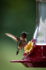 Obraz premium A male ruby-throated hummingbird hovering at a feeder. 