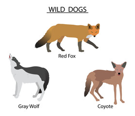 illustration of biology and animals, Types of Wild Dogs, the different types of wild dogs, the red wolf Physically, it is a cross between the grey wolf and the coyote