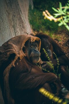 Vertical Shot Of Two Orangutans