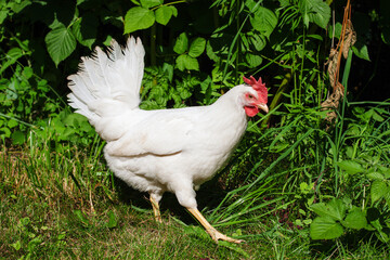 Leghorn laying hen or chicken - obrazy, fototapety, plakaty