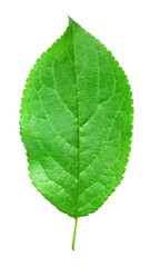 green leaf isolated